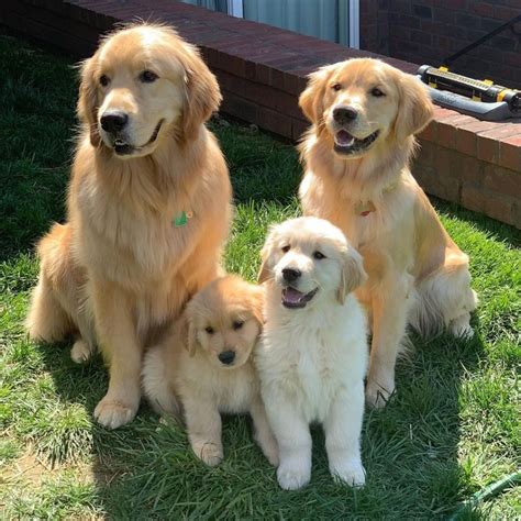 golden retriever boy personality|Golden Retrievers: Whats Good About Em, Whats。